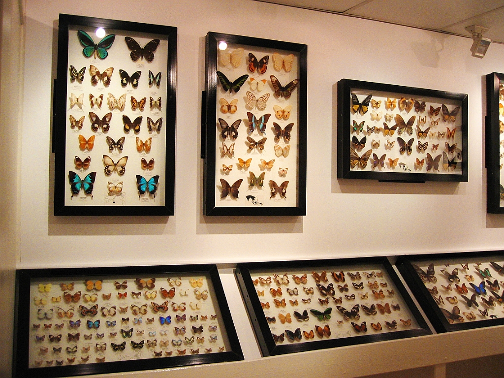 110 Kuranda Butterfly Sanctuary.jpg